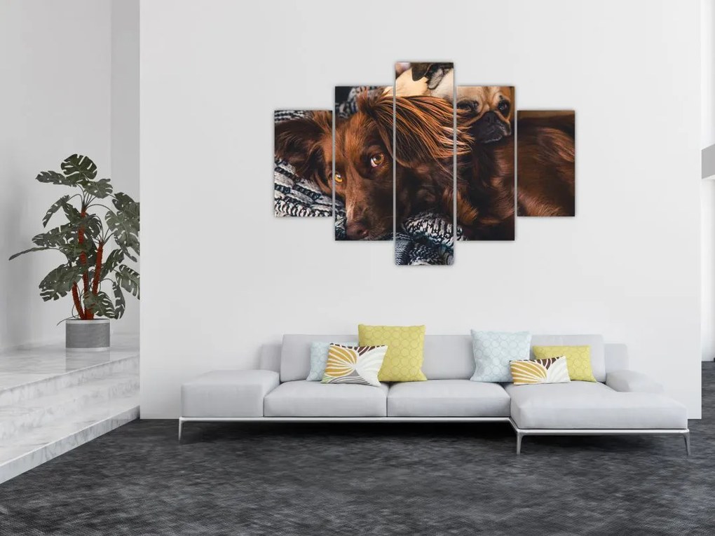 Tablou cu câini dormind (150x105 cm)