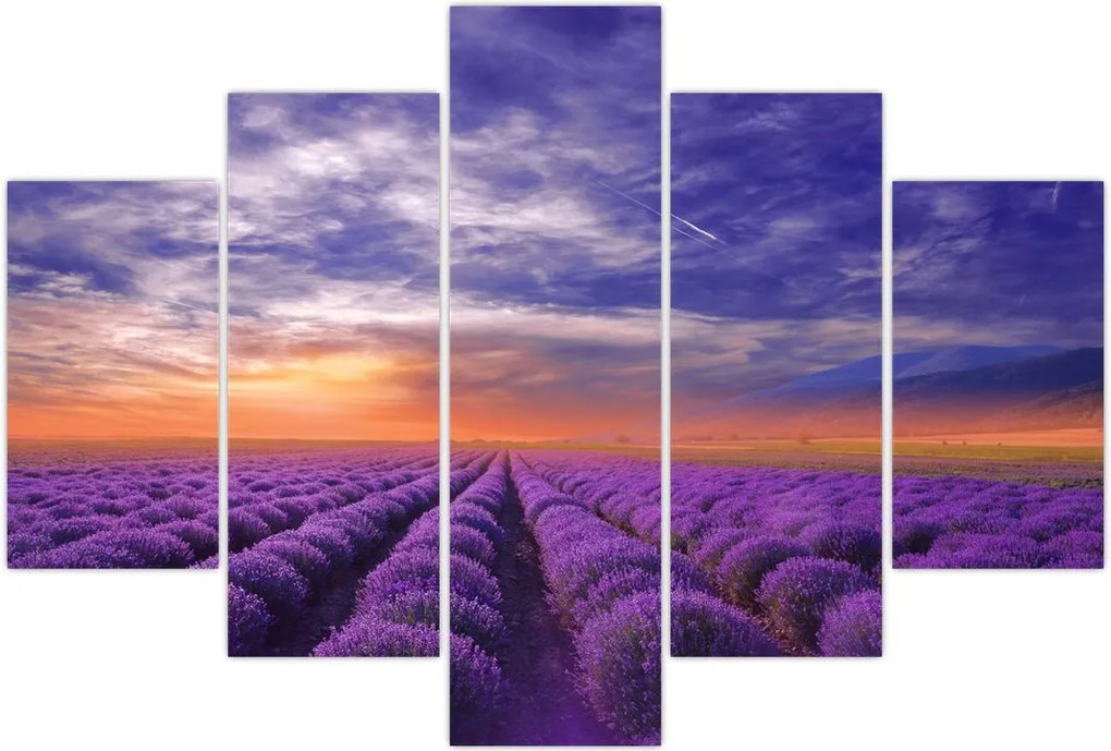 Tablou câmpului cu lavandă (150x105 cm)
