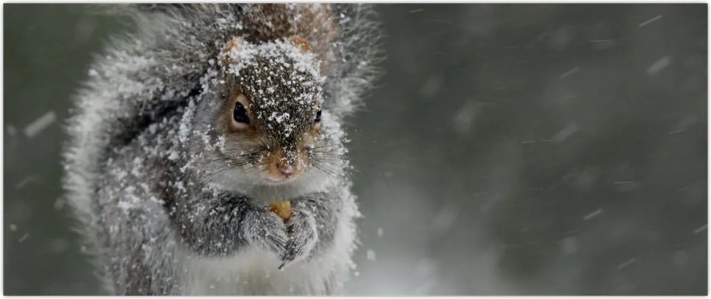 Tablou - Veveriță iarna (120x50 cm)