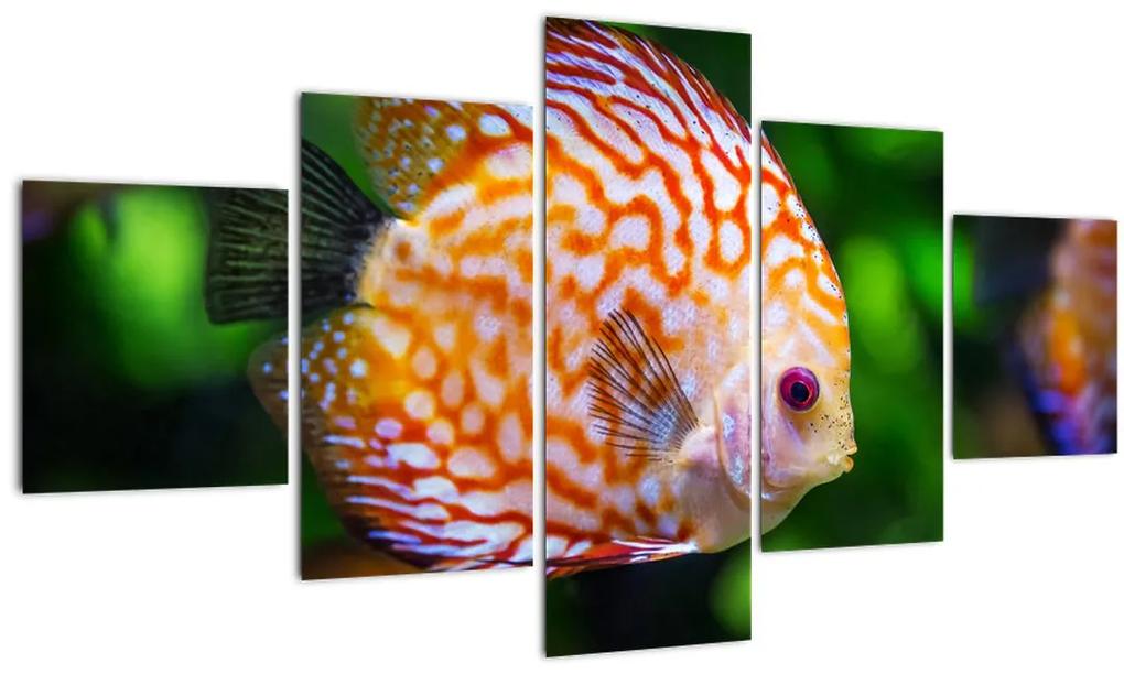 Tablou cu pește (125x70 cm), în 40 de alte dimensiuni noi