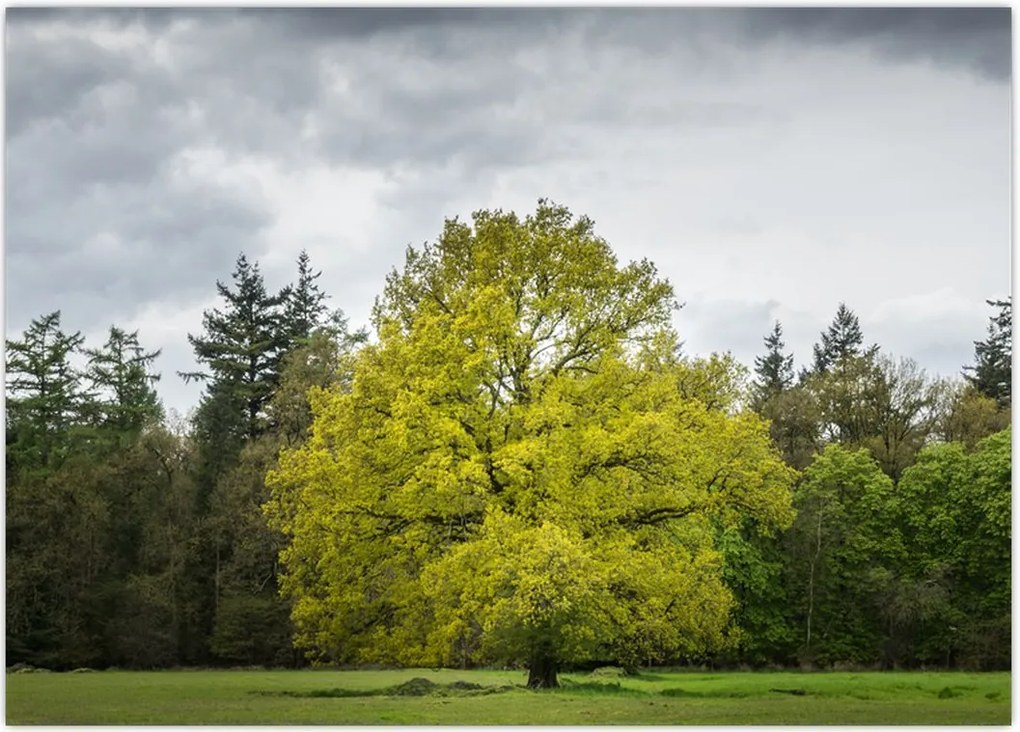 Tablou - Copac verde în câmp (70x50 cm)