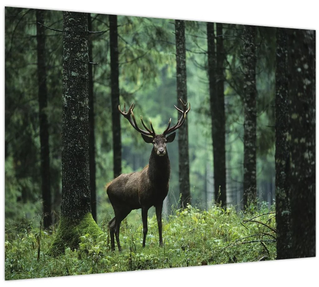 Tablou - Cerb în pădurea adâncă (70x50 cm)