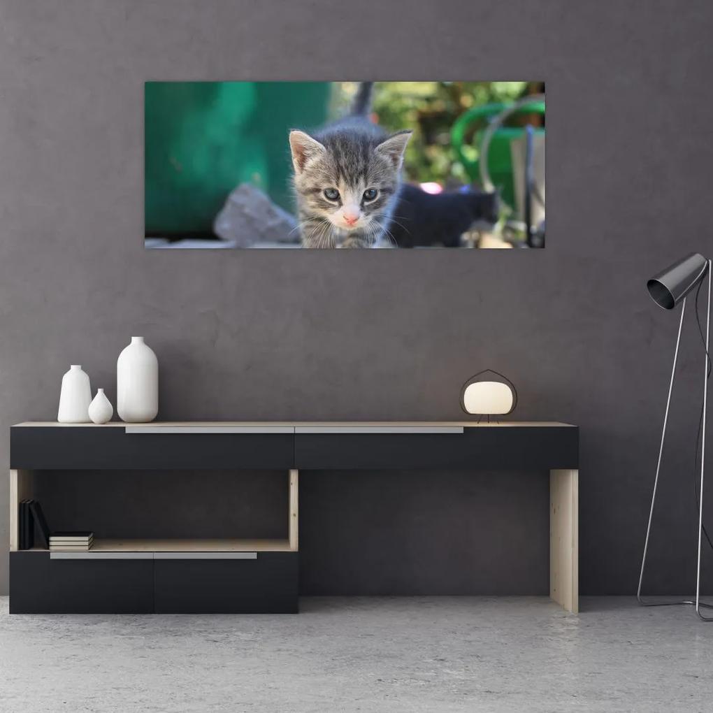 Tablou cu pisicuțe (120x50 cm), în 40 de alte dimensiuni noi
