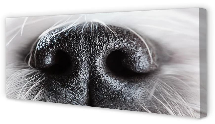 Tablouri canvas nasul câinelui