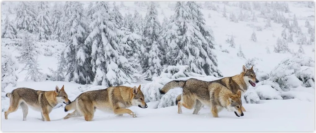 Tablou - Lupi în munți (120x50 cm)