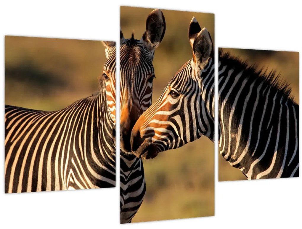Tablou - Două zebre (90x60 cm)