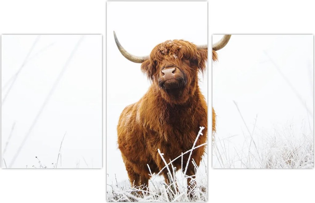 Tablou - Vacă scoțiană (90x60 cm)