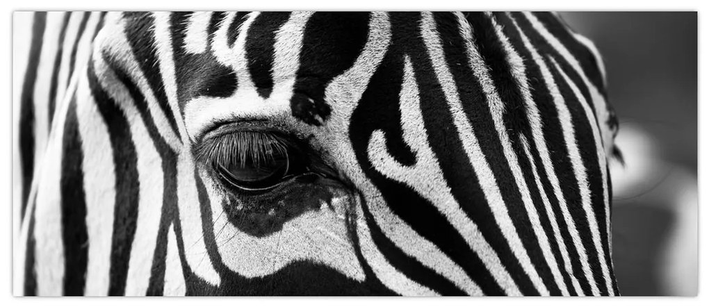 Tablou cu zebră (120x50 cm)