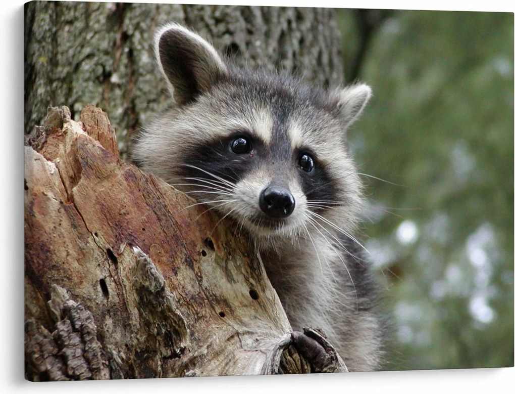 Tablou - Raton (70x50 cm)