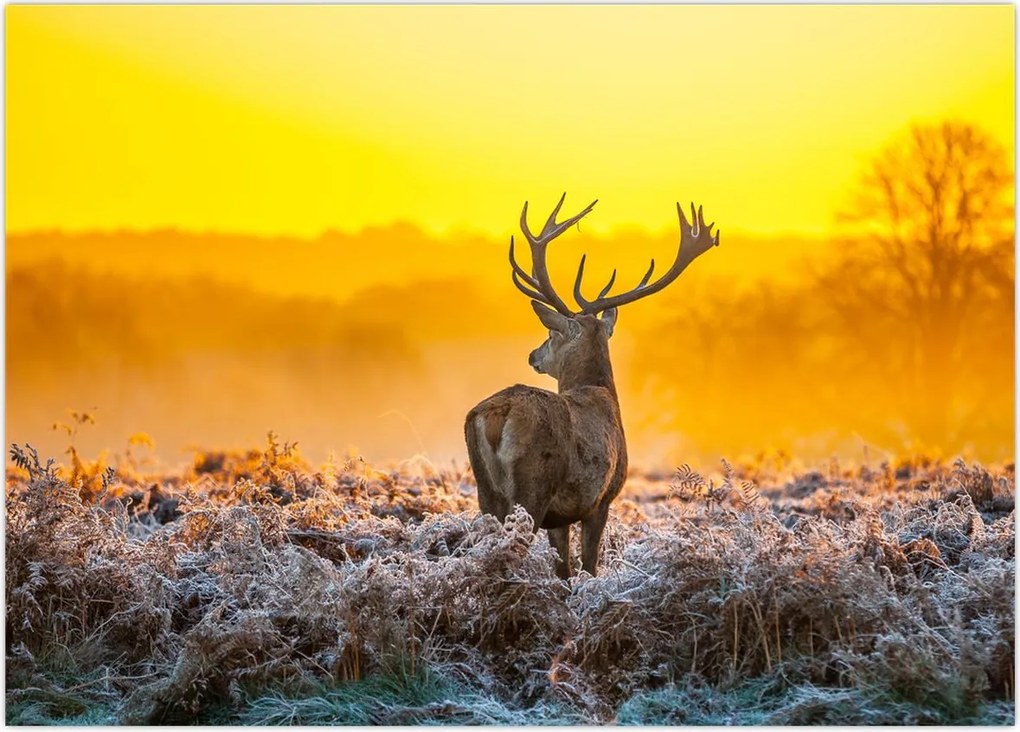 Tablou - Cerb la răsăritul soarelui (70x50 cm)