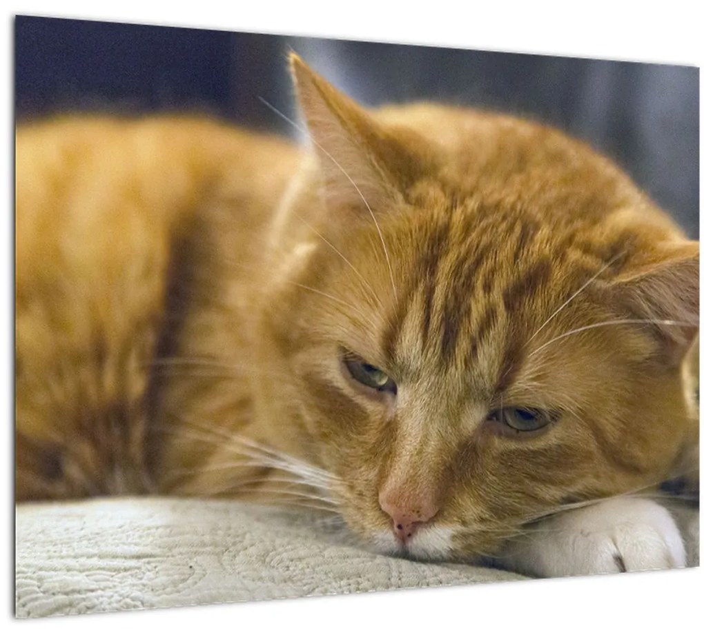 Tabloul pisicii (70x50 cm)