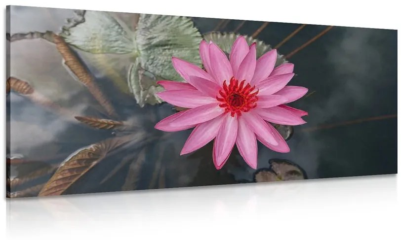 Tablou floare de lotus magnifică