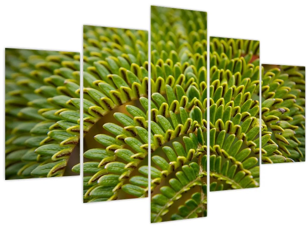 Tablou - Fern (150x105 cm)