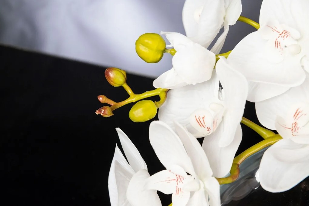 Aranjament floral mediu design LUX OVAL PHALAENO PLANT