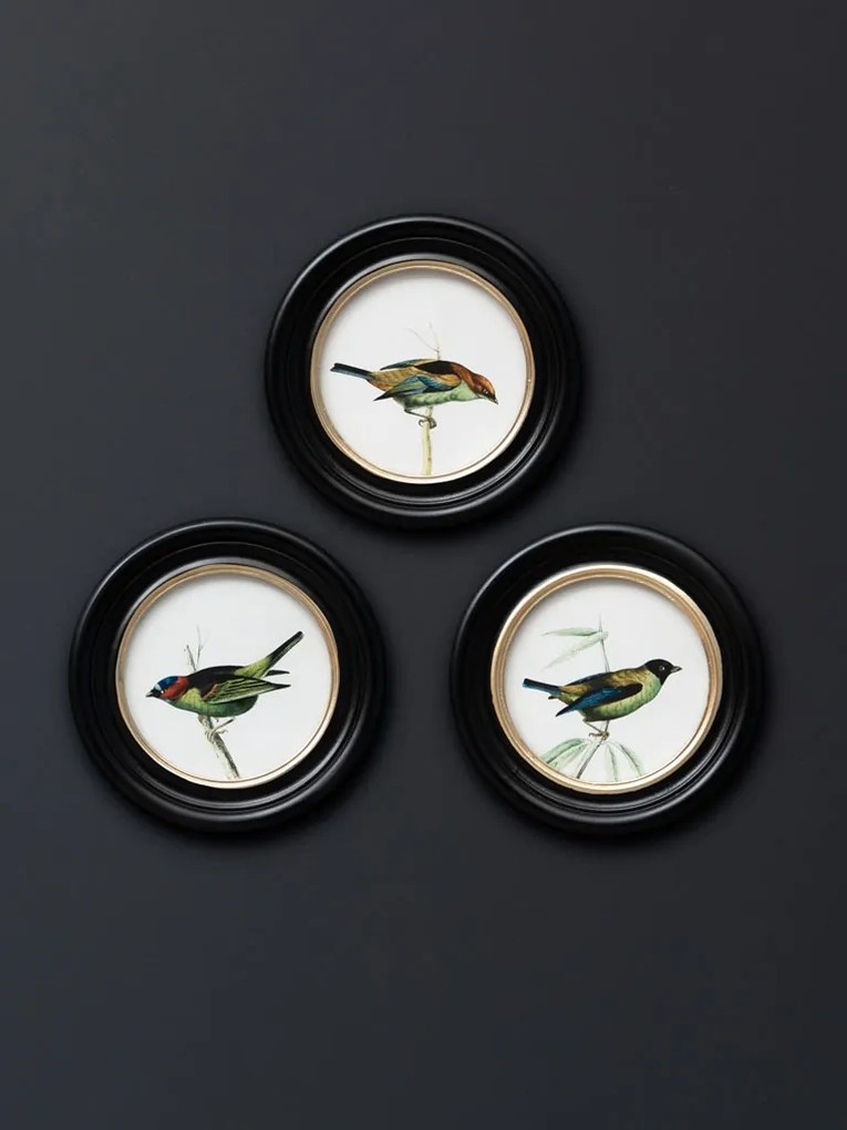 Set 3 tablouri, Colored Birds