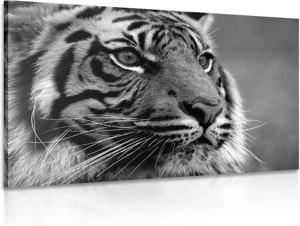 Tablou tigru bengal în design alb-negru