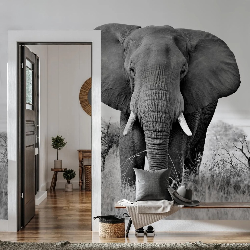 Fototapet - Elefant african (147x102 cm)