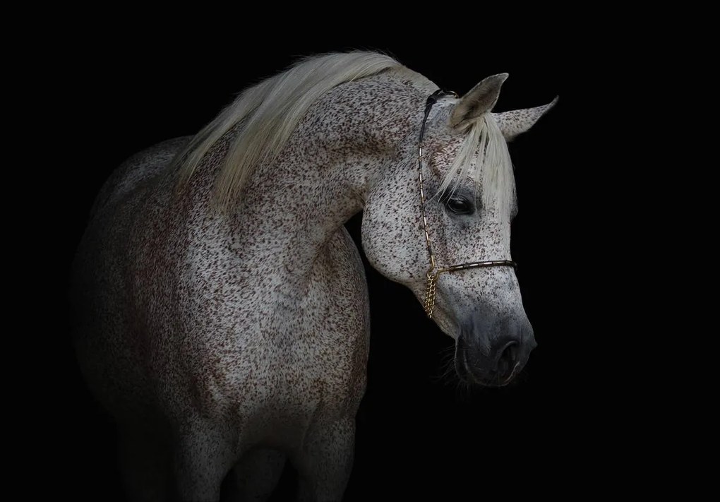 Fototapet - Calul alb (254x184 cm)