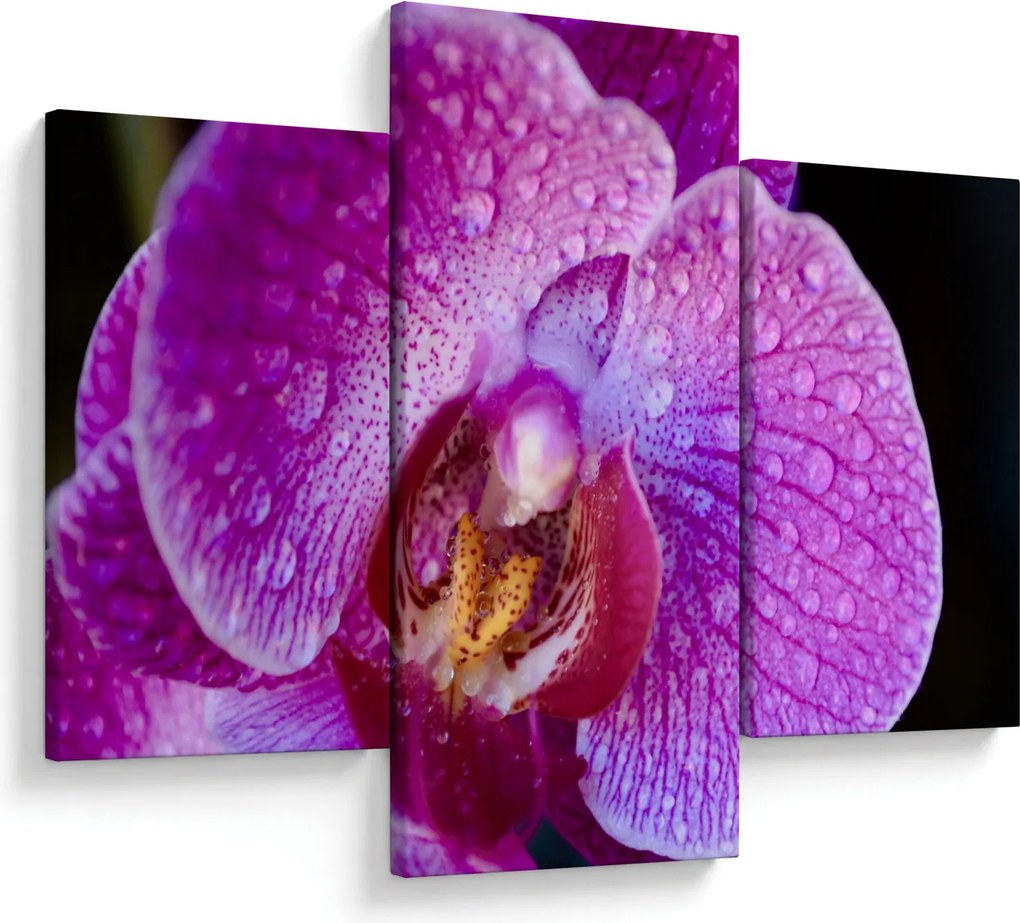 Tablou detailat cu floare de orhidee (90x60 cm)