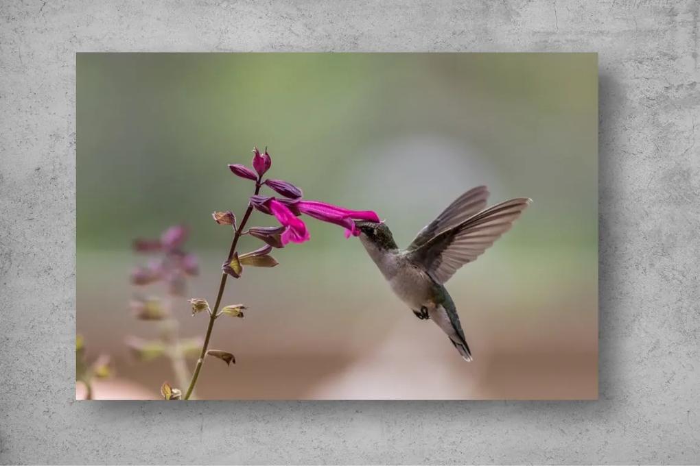 Tapet Premium Canvas - Pasarea colibri si floarea