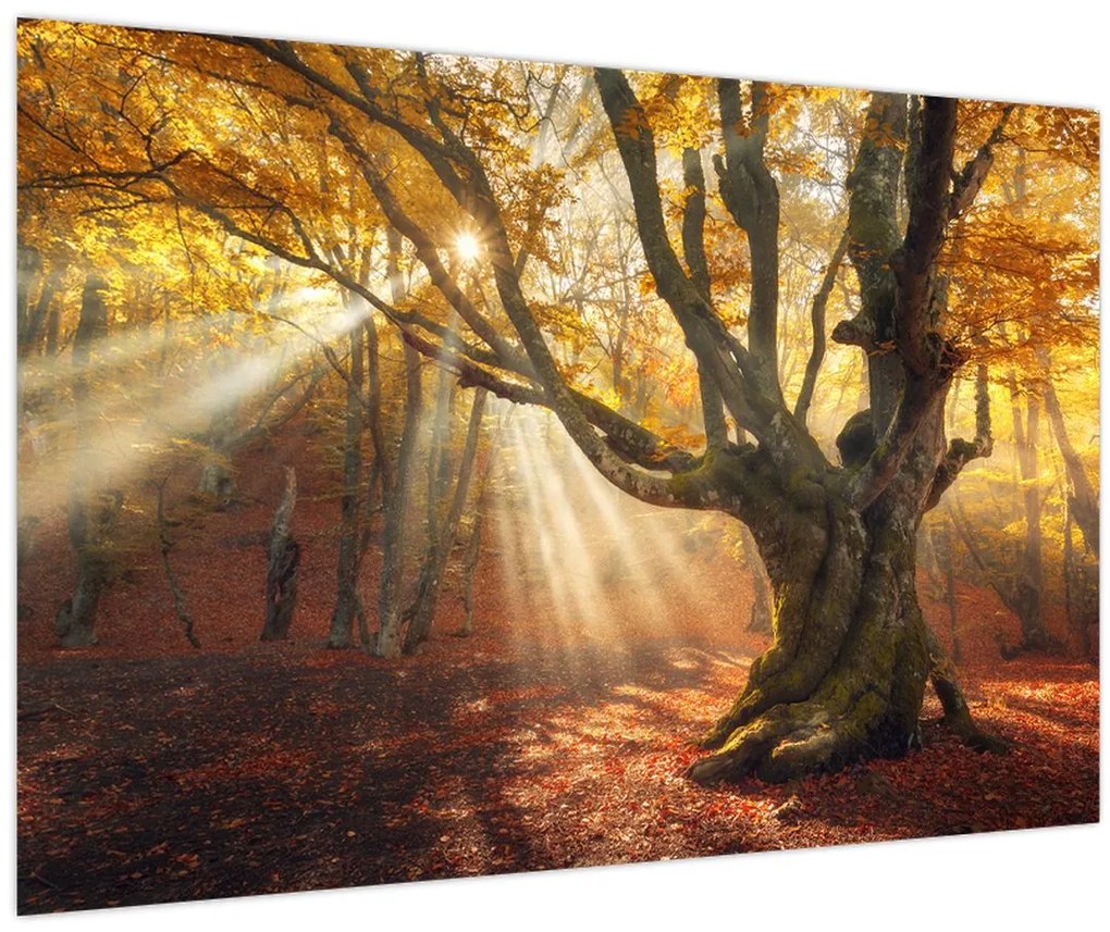 Tablou - Lumina de toamnă (90x60 cm)