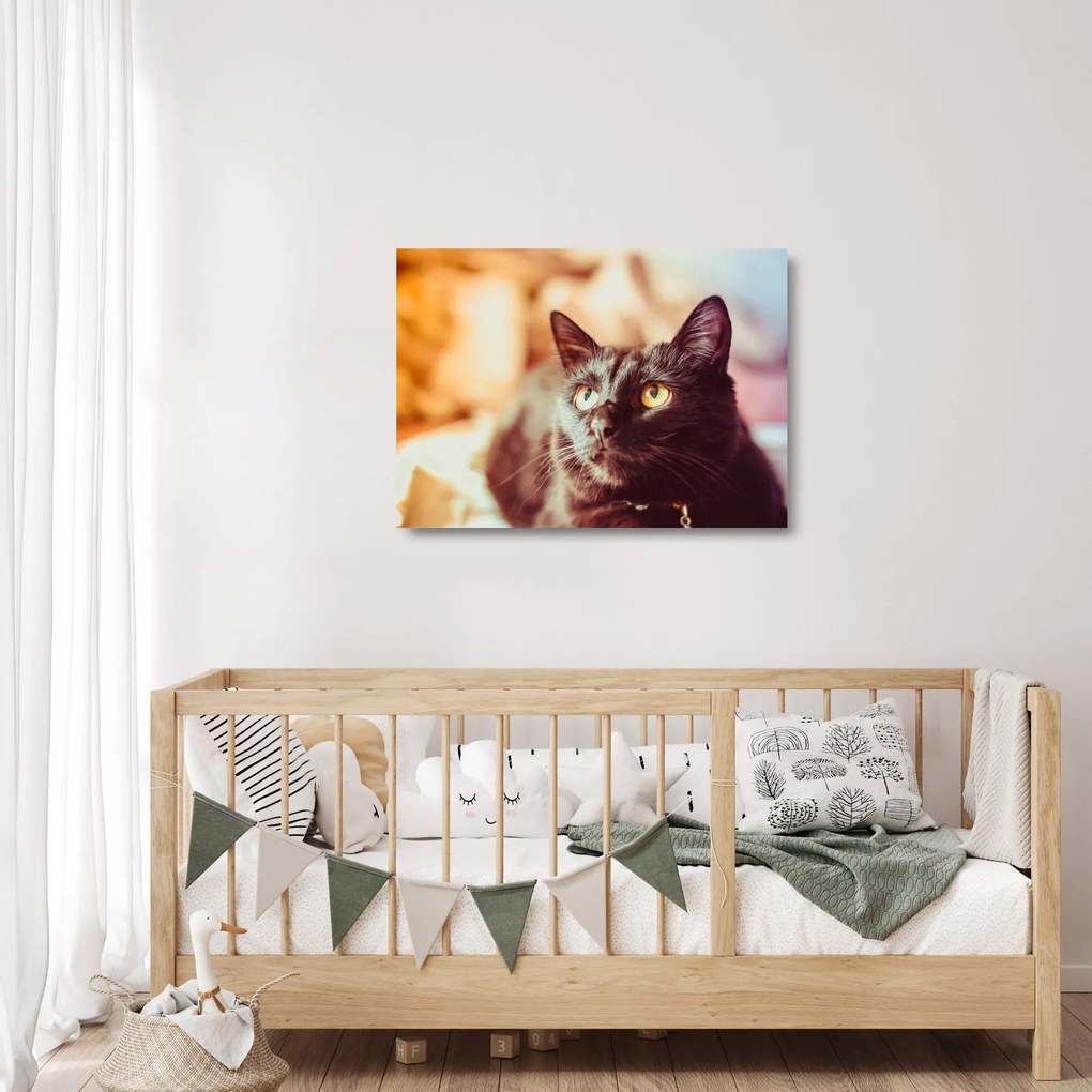 Tablou pe sticlă pisica neagră (70x50 cm)