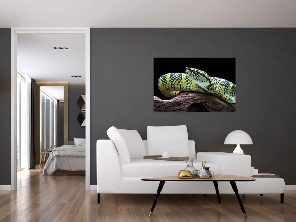 Tablou - Șarpele cu clopoței al lui Wagler (90x60 cm)
