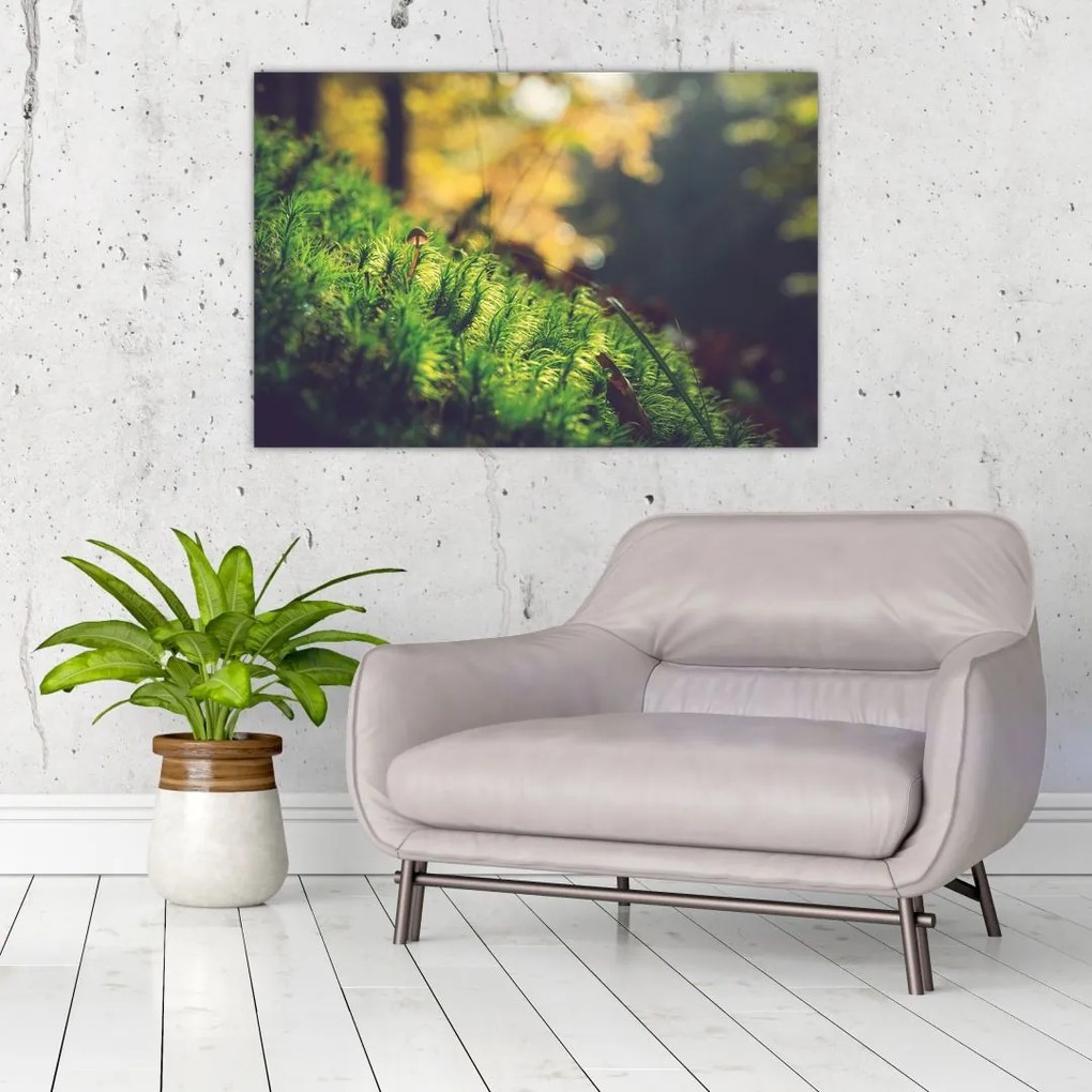 Tablou - Ciupercă și muschi (90x60 cm)