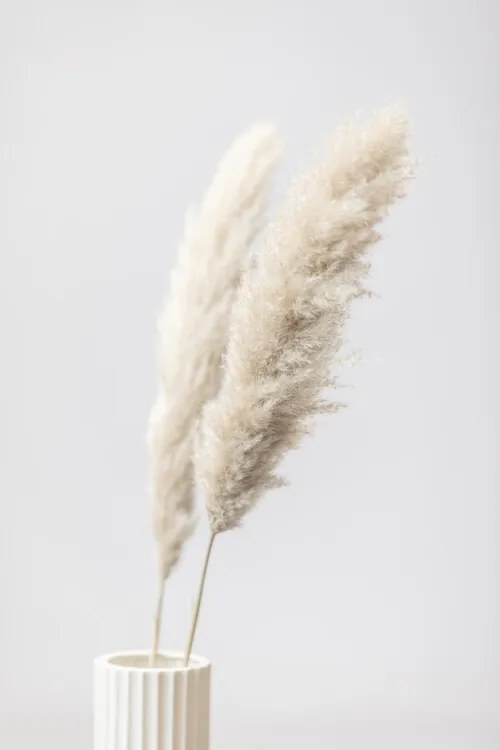 Fotografie Pampas Grass Grey 11, Studio Collection