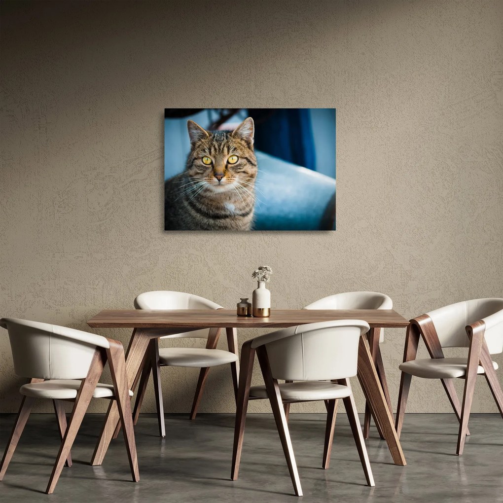 Tablou pe sticlă - Pisica domestică (70x50 cm)