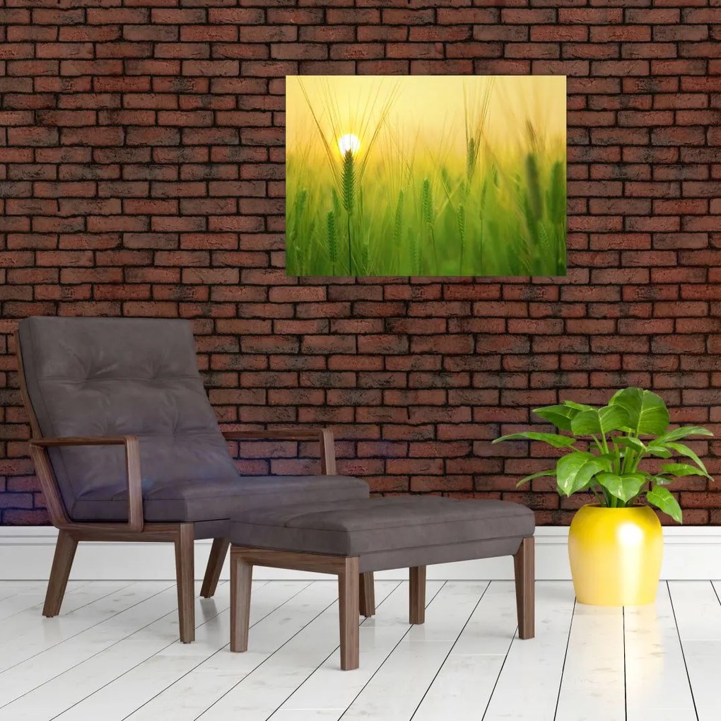 Tablou - Câmp cu cereale (70x50 cm)