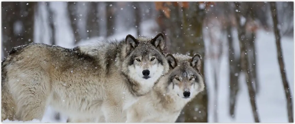 Tablou - Lupii în timpul iernii (120x50 cm)