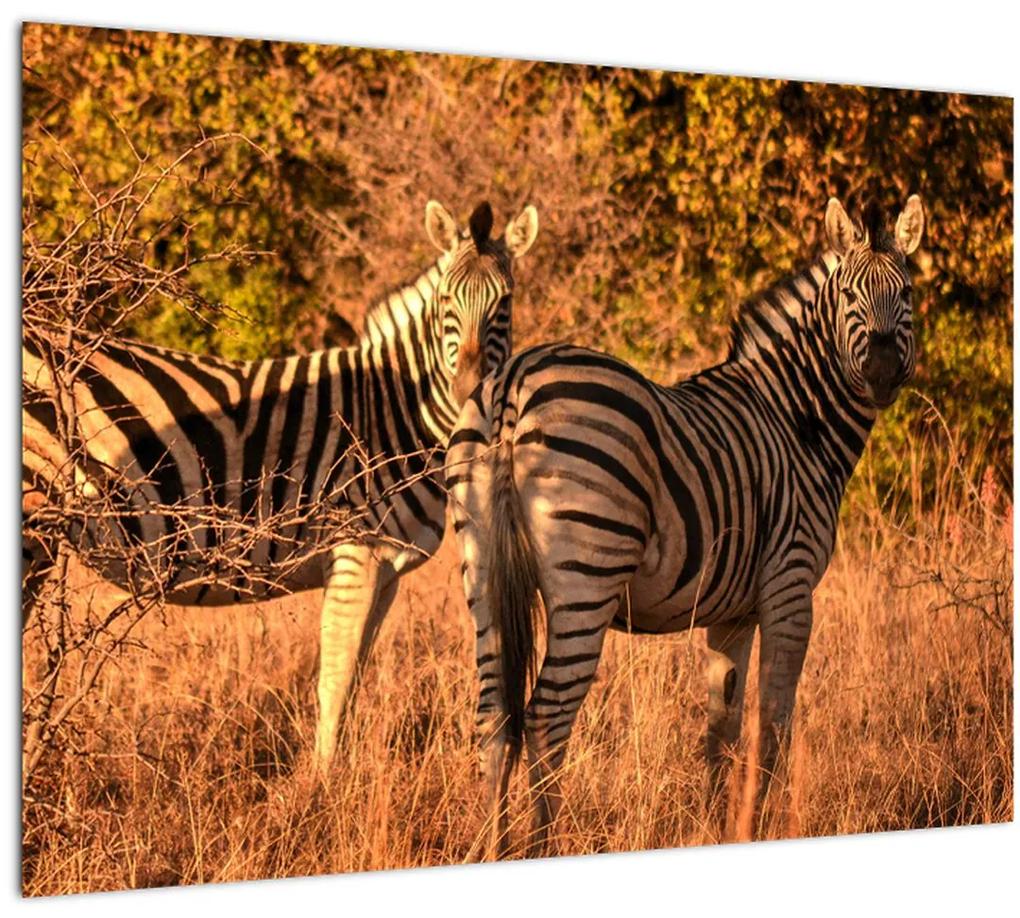 Tablou cu zebre (70x50 cm), în 40 de alte dimensiuni noi