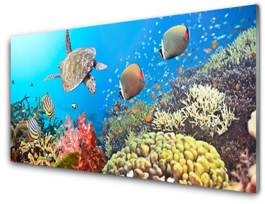 Tablou pe sticla Coral Reef Peisaj Multi