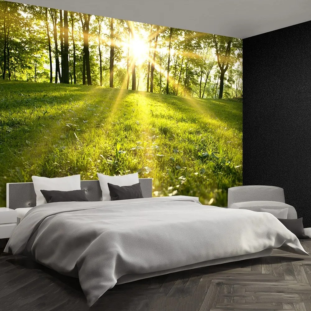 Fototapet Forest Sun.