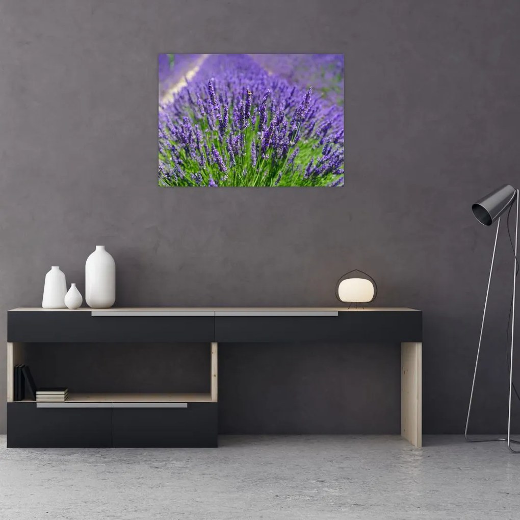 Tablou - lavanda (70x50 cm)
