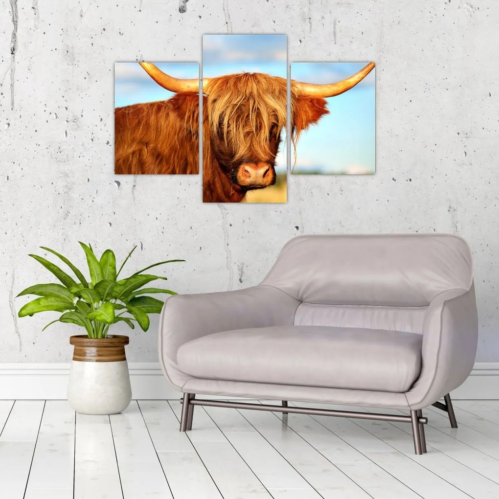 Tablou - Vacă scoțiană (90x60 cm)