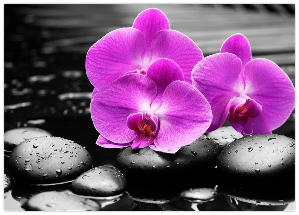 Tablou pe sticlă - Orhidee violet (70x50 cm)