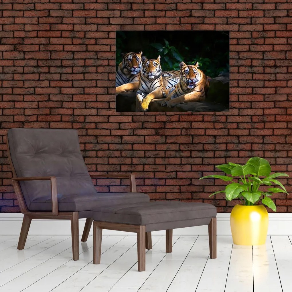 Tablou - Tigrii frați (70x50 cm)