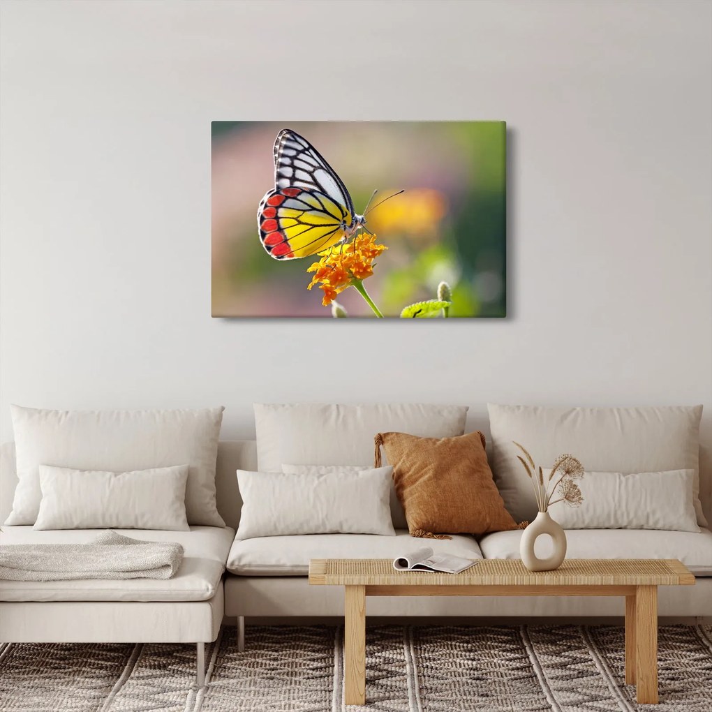 Tablou - Fluture pe floare (90x60 cm)