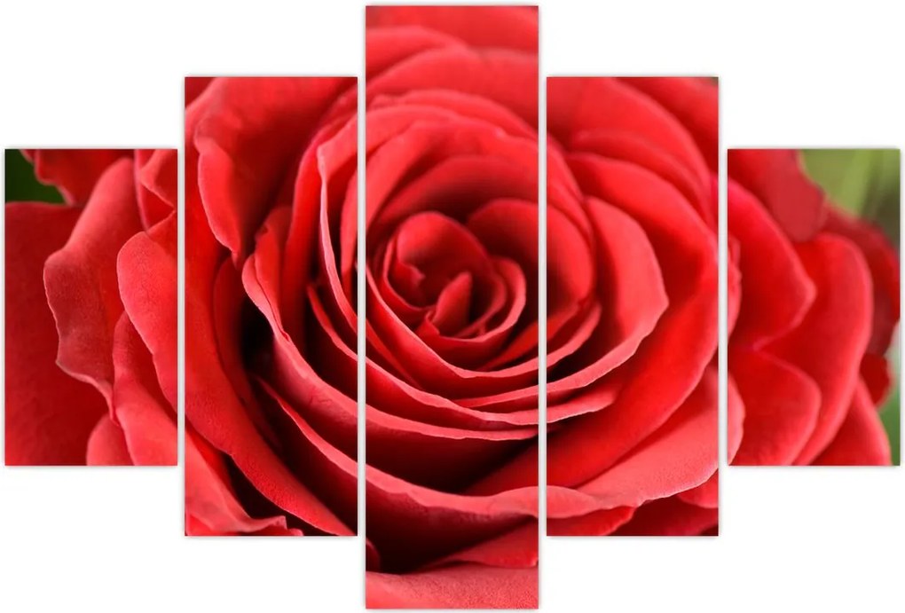 Tablou - Flori de trandafir (150x105 cm)