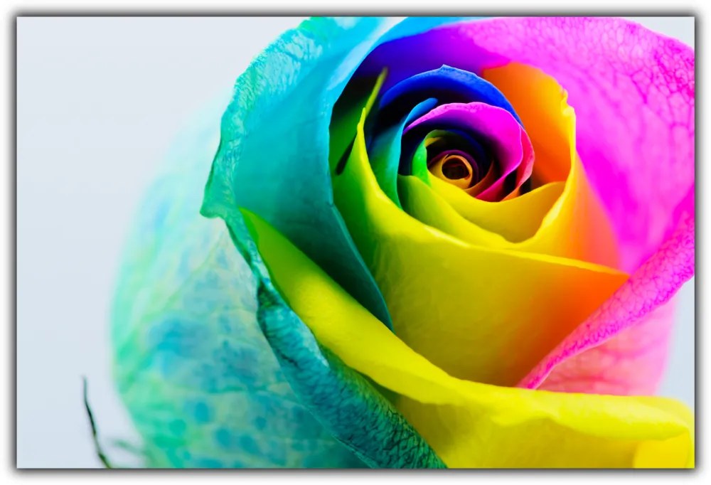 Tablou modern pe panou - multicolored rose