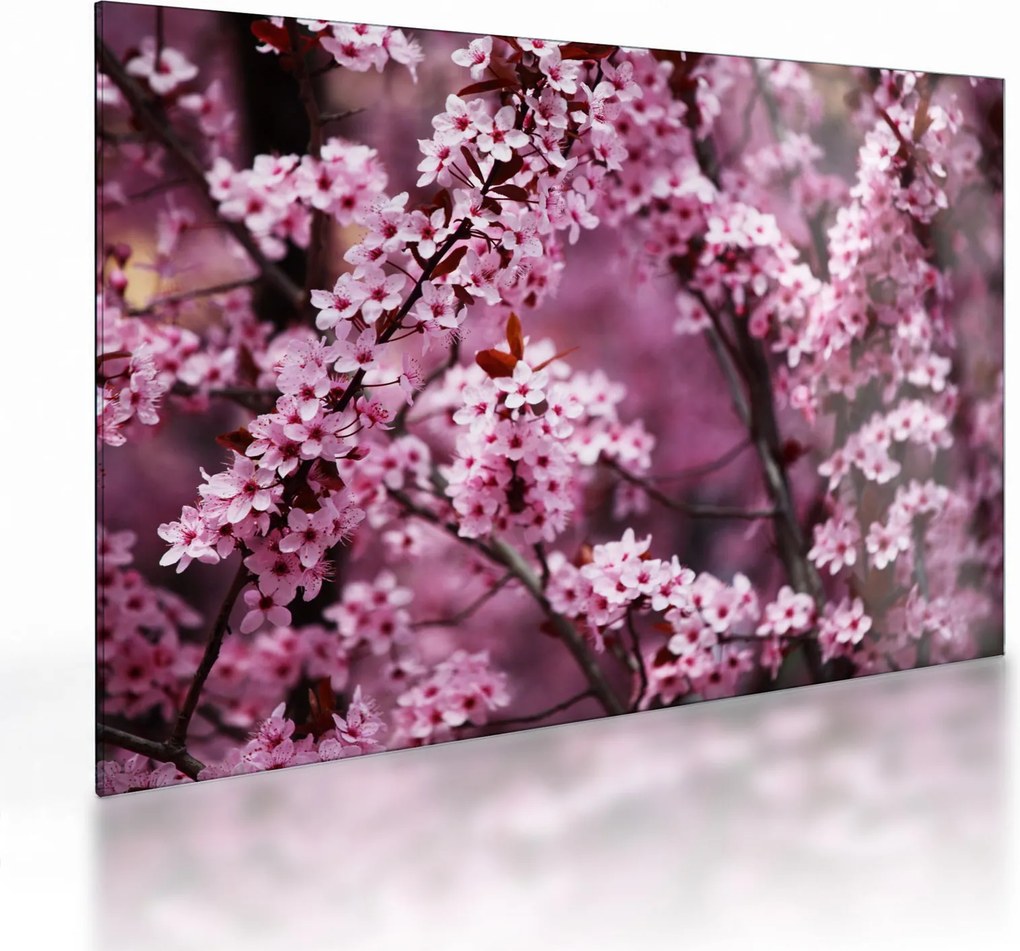 Tablou pe sticlă - Sakura roz (70x50 cm)