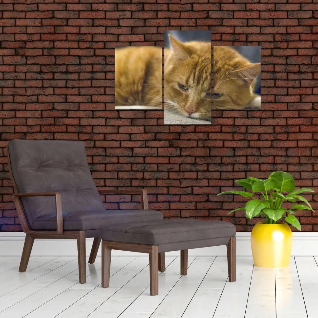 Tabloul pisicii (90x60 cm)