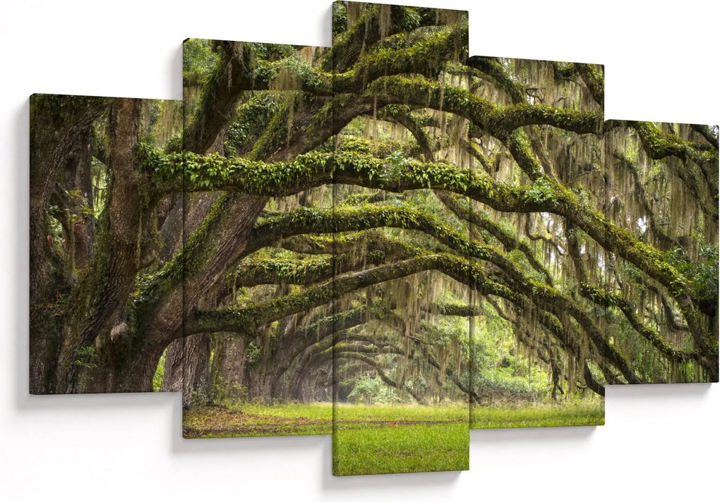 Tablou - Oaks Avenue, Charleston, Carolina de Sud, SUA (150x105 cm)