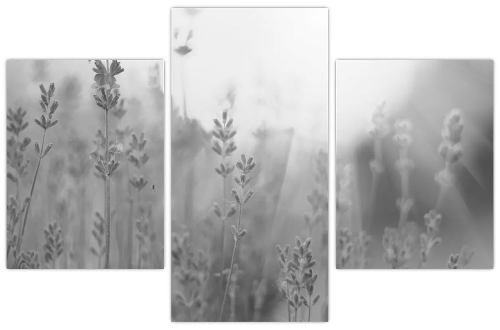Tablou - Lavanda (90x60 cm)