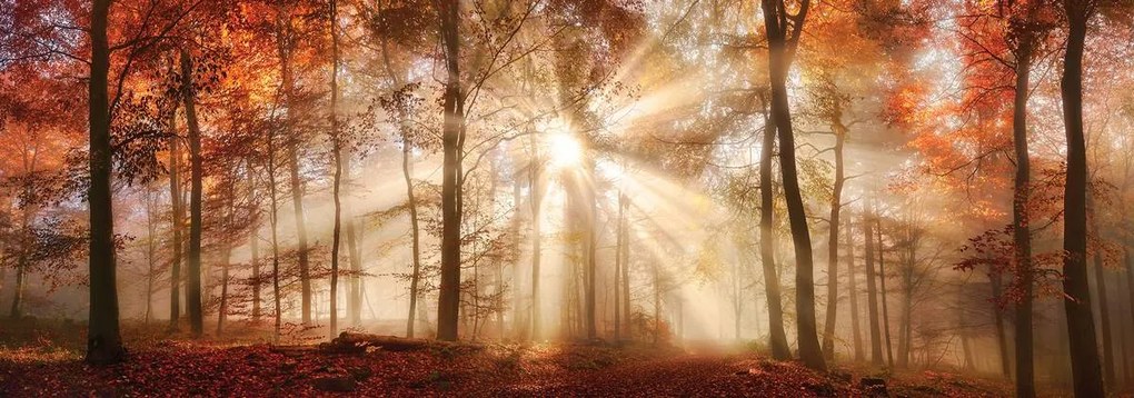 Fototapet - Pădurea de toamnă în lumina solară (254x184 cm)