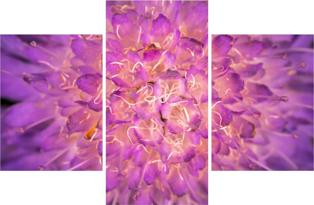 Tablou detailat cu floare (90x60 cm)