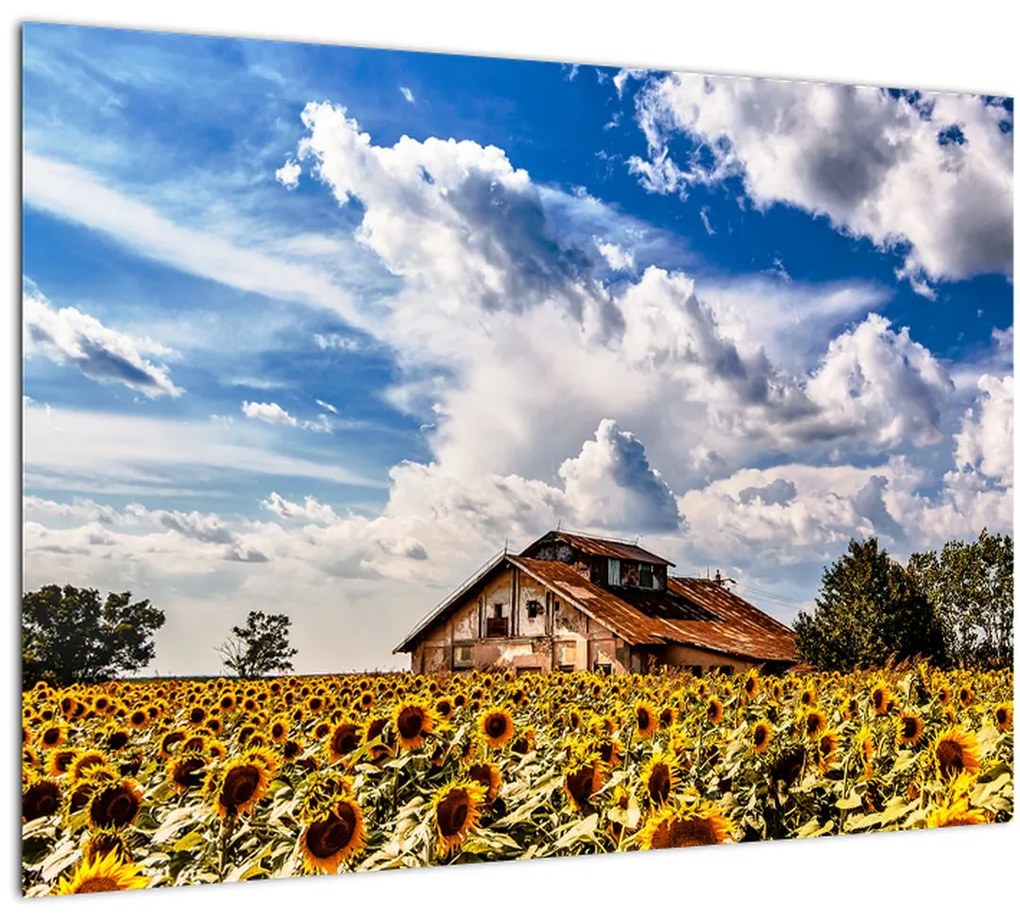 Tablou cu câmp de floarea soarelui (70x50 cm)