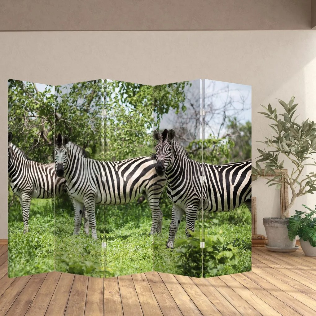Paravan - Zebre (210x170 cm)